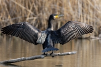 4156 Phalacrocorax carbo (Cormorano adulto)